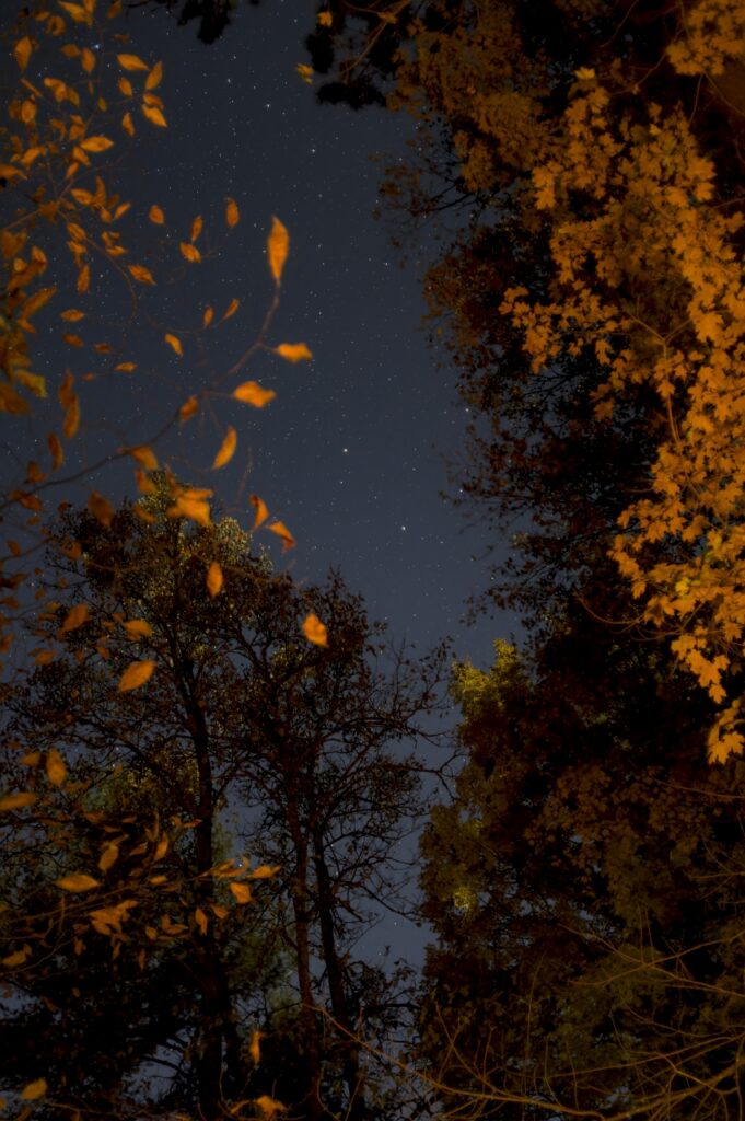 Stars through the trees