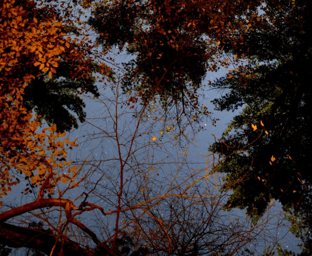 Stars through the trees