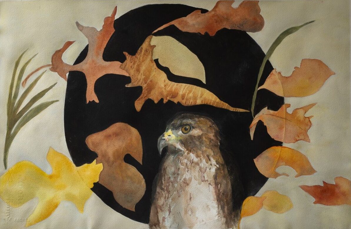 Hawk in the falling season