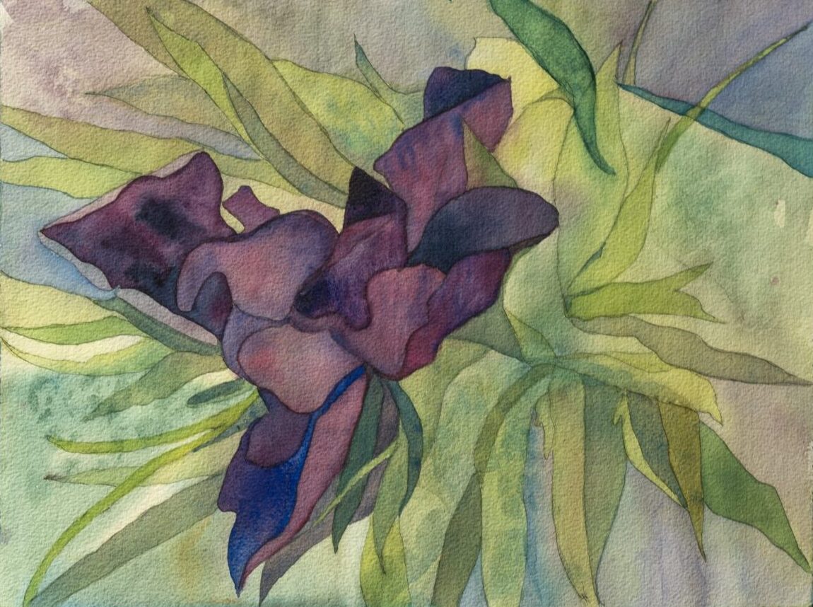 Iris